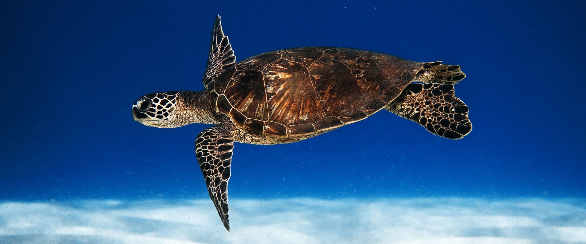 Sea Turtles that visit Sri Lanka