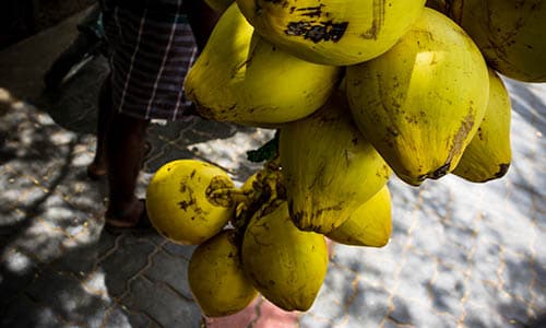 Coconut Farms in Sri Lanka with W15