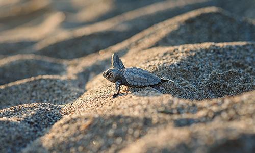 Sea Turtle Hatchery with W15