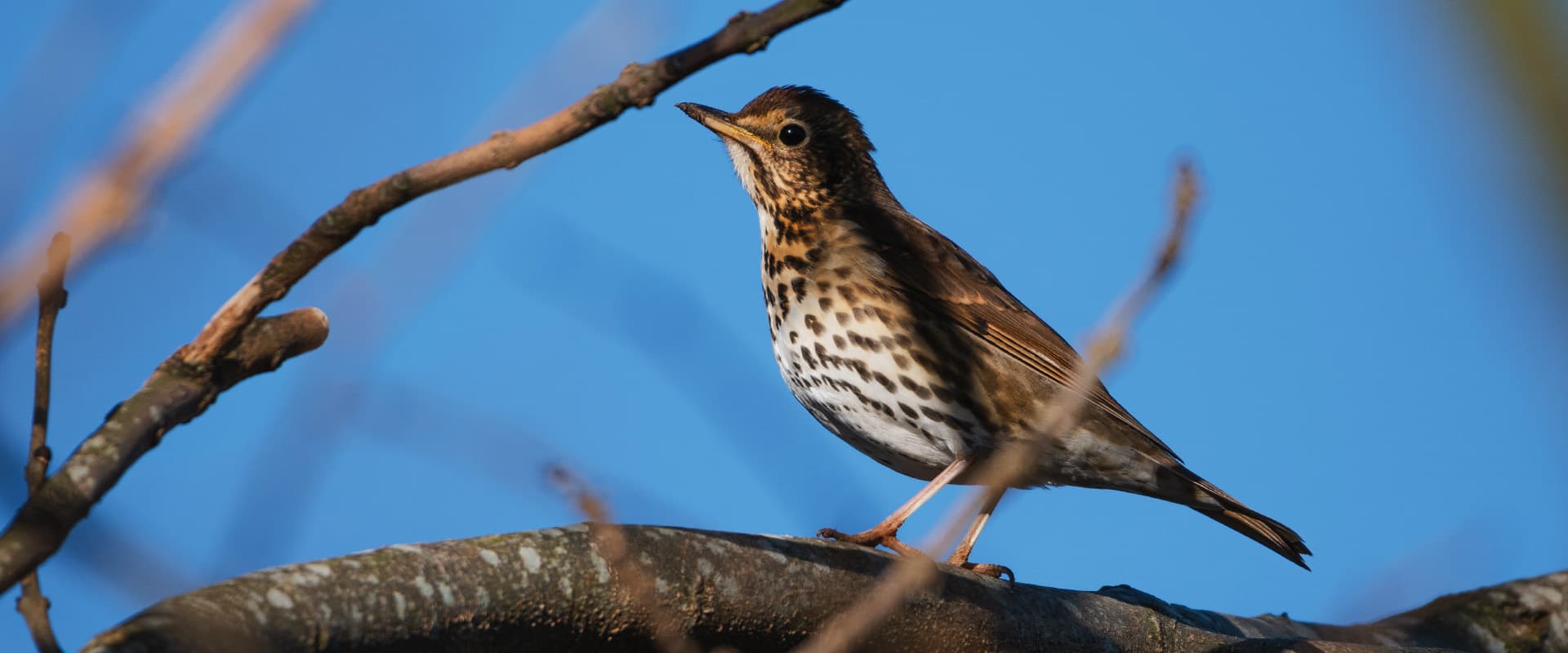 Galway's Land National Park Bird Watching